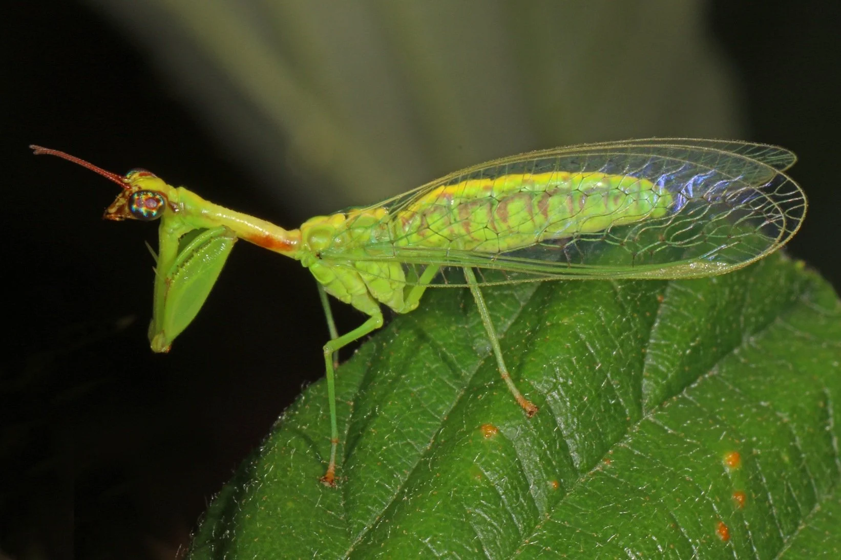 A Closer Look: Nature All Around Us, June 2025 — Northern Virginia